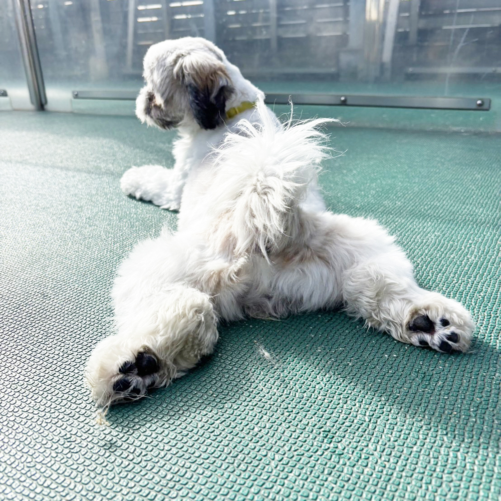 生徒が撮影したモデル犬たちの写真③